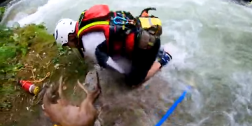 Il capriolo appena salvato sul fiume Nera