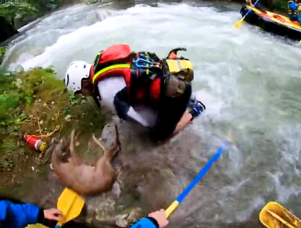 Il capriolo appena salvato sul fiume Nera
