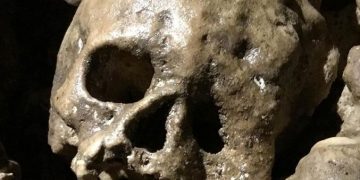 Il cranio rinvenuto ad Avigliano Umbro