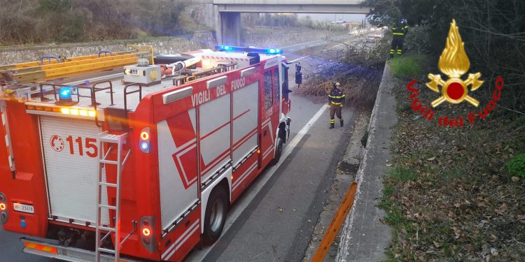 Il ramo caduto sul raccordo Terni-Orte.