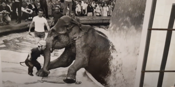 UN ELEFANTE NELLA FONTANA DI PIAZZA TACITO