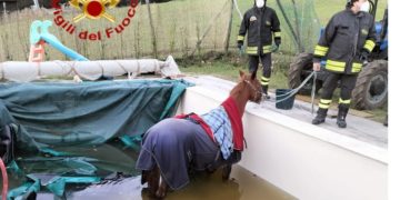 Il cavallo nella piscina della villa di Amelia