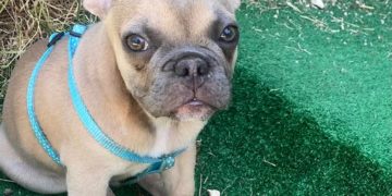 UGO, IL BULLDOG FRANCESE SPARITO A SAN CARLO