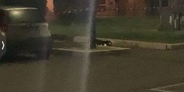 IL CORPO SENZA VITA DI RIDHA JAMAAOUI PIETOSAMENTE COPERTO