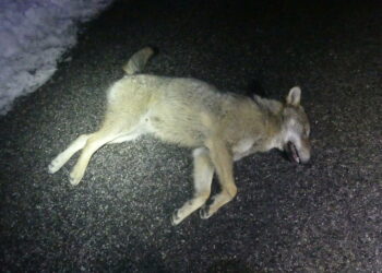 Uno dei lupi investiti e uccisi nel parco dei Sibillini