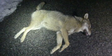 Uno dei lupi investiti e uccisi nel parco dei Sibillini