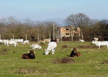 La Spea è stata per anni il posto dove hanno svernato centinaia di bovini