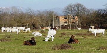 La Spea è stata per anni il posto dove hanno svernato centinaia di bovini