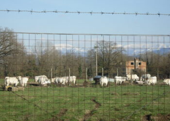 Vacche all'interno della Spea