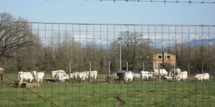 Vacche all'interno della Spea