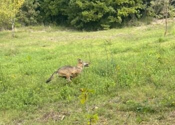 lupo fotografato solo qualche giorno fa nei dintorni di Altrocanto