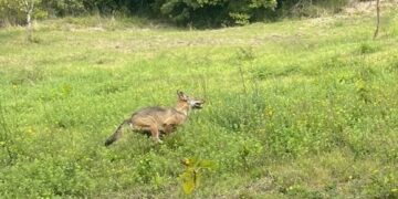 lupo fotografato solo qualche giorno fa nei dintorni di Altrocanto