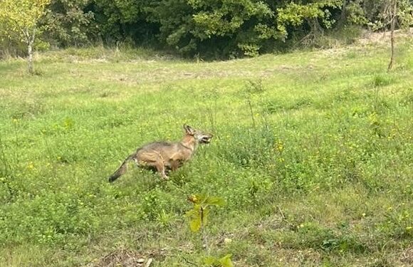 lupo fotografato solo qualche giorno fa nei dintorni di Altrocanto