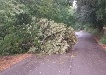La quercia caduta lungo la strada per Itieli