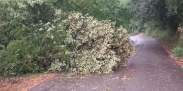 La quercia caduta lungo la strada per Itieli