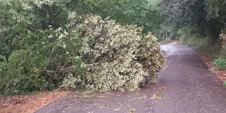 La quercia caduta lungo la strada per Itieli